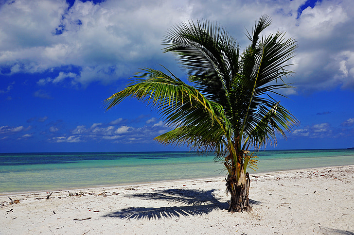 Cuba, Palm, plajă, mare, Insula, cer, nisip