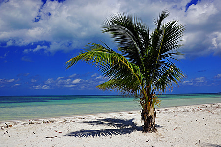 Kuba, palmy, Plaża, morze, Wyspa, niebo, piasek