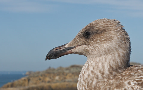 juvenile gull, bird, animal