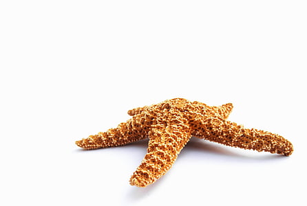 Морская звезда, сушеные, декоративные, морской, изолированные, питание