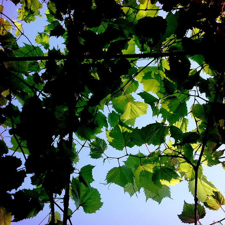 叶, 叶子, 绿色, 自然, 树, 天空, 光