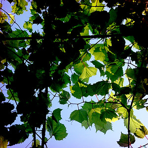 foglia, foglie, verde, natura, albero, cielo, luce
