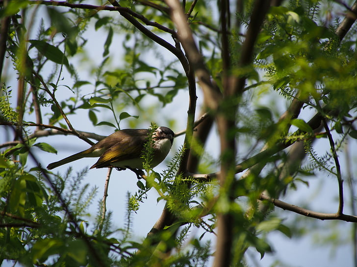 drozd, vták, Taipei, Botanická záhrada