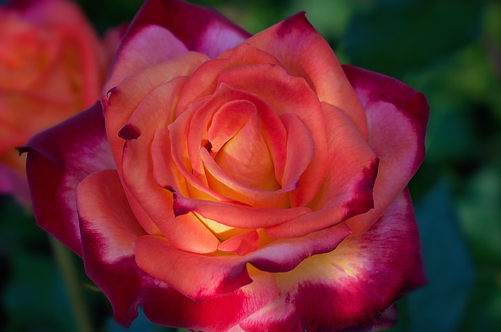 Rosa, taronja vermell, flor, bonica, natura, jardí de flora, noble