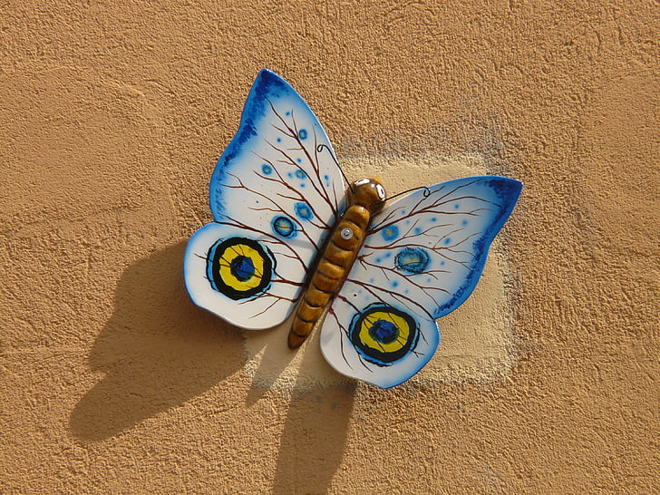 motýľ, zviera, hmyzu, krídlo
