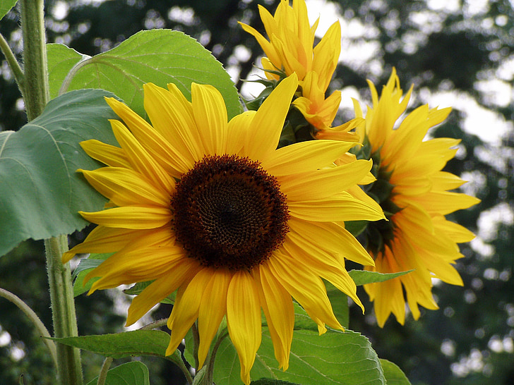 Sun flower, Natura, kwiaty, żółty