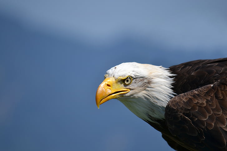 Bald eagle, White tailed eagle, Adler, putns, putns ģerbonis, Raptor, ASV