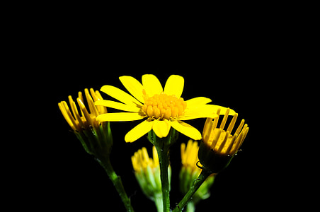 Spitzen Blume, Blüte, Bloom, gelb, in der Nähe, Blume, kleine