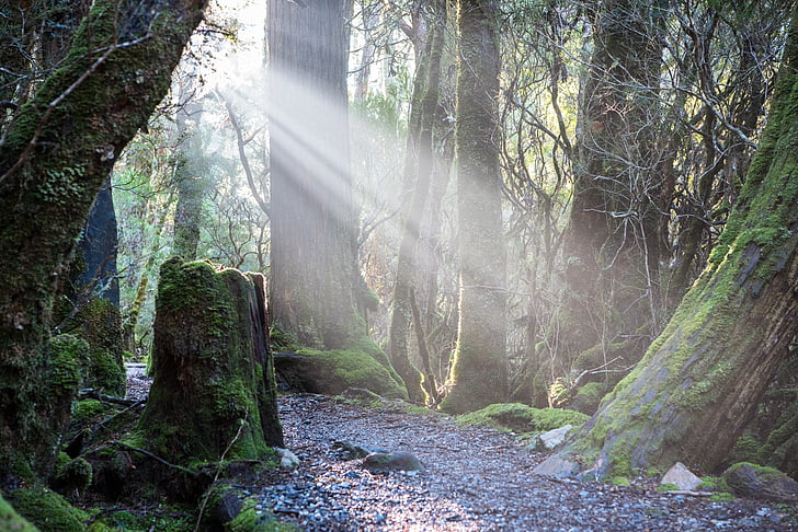 weindorfers erdei séta, Tasmania, napfény, vadonban, természet, a szabadban, Cradle mountain