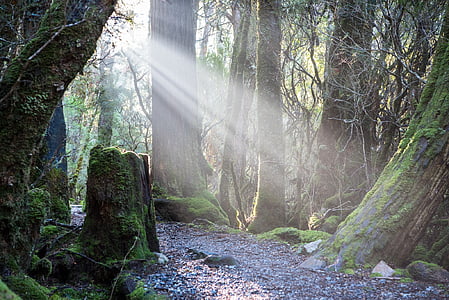 promenade en forêt Weindorfers, Tasmanie, lumière du soleil, nature sauvage, nature, à l’extérieur, mont Cradle
