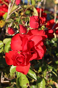 roser, rød, blomst, kjærlighet, romantikk, romantisk, natur