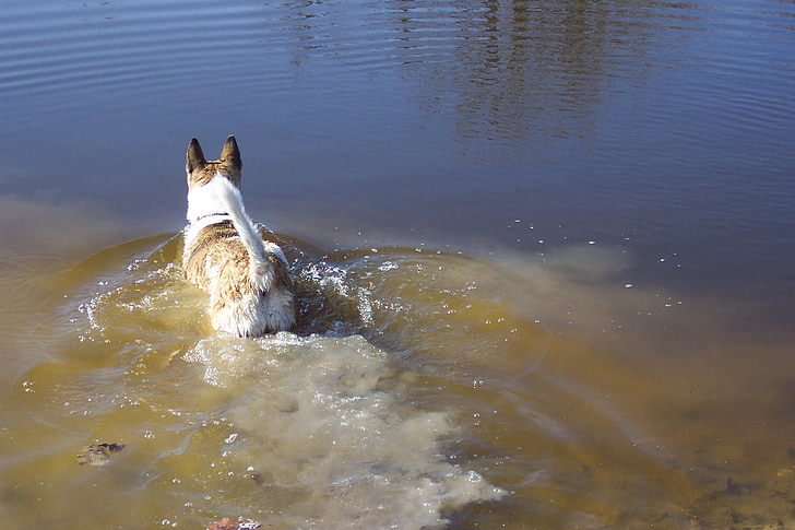 hund, Akita, Shepard, vatten, kalla, dammen, simma
