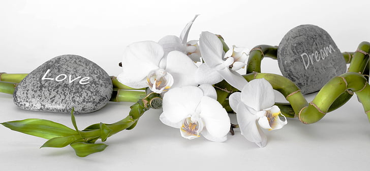 Orchidee, Orchidee Blume, Bambus, Glück-Bambus, Entspannung, Erholung, Gleichgewicht