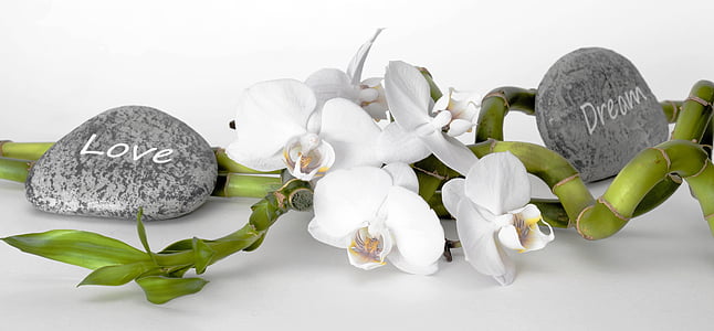 orquídia, flor d'orquídia, bambú, bambú de sort, relaxació, recuperació, equilibri