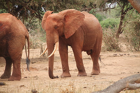 大象, 非洲, 野生动物, 动物, 哺乳动物, 树干, 动物园
