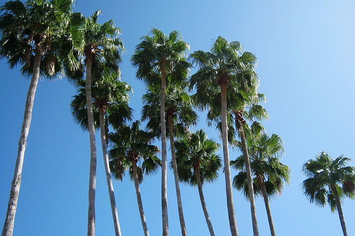 palm trees, florida, vacation, summer, blue sky, sky, green and blue