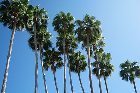 palmeres, Florida, vacances, l'estiu, cel blau, cel, verd i blau