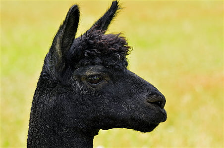 alpaca, màu đen, khuôn mặt, chân dung, tóc vàng, đôi mắt, động vật