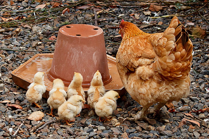 hönsmamma, Mamma, kyckling, unga, Familj, chick, fjäderfä