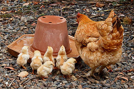 gallina, mare, pollastre, jove, família, pollet, aviram