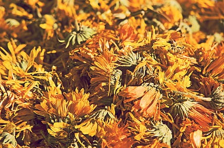dandelion, flower, dried, plant, yellow, nature, medicinal herbs