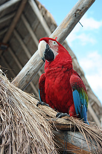 parrot, bird, tropical, mexico, exotic, red, beak