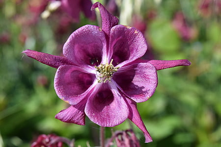 bellflower, purple, flower, blossom, bloom, nature, flora