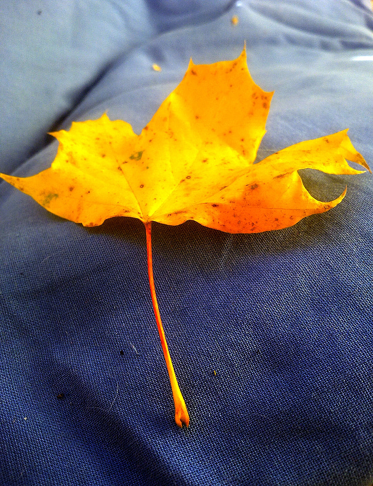 Leaf, jeseň, žltá, žltý list, modrá, Lístie pádu, listy