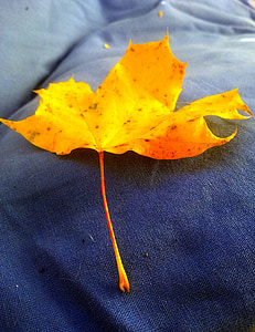 Leaf, hösten, gul, gula blad, blå, falla lövverk, lämnar