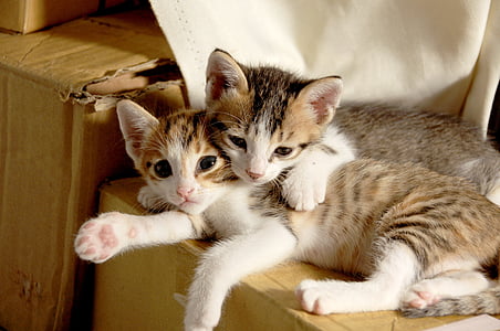 kleine kat, schattigheid, slapen hun gehemelte, binnenlandse kat, huisdieren, dierlijke thema 's, huisdieren