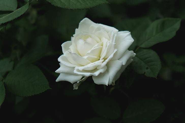 close, photo, white, rose, flower, flowers, nature