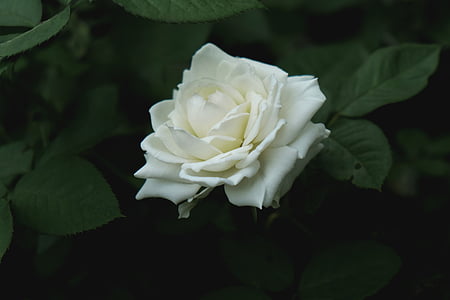 fermer, photo, blanc, Rose, fleur, fleurs, nature