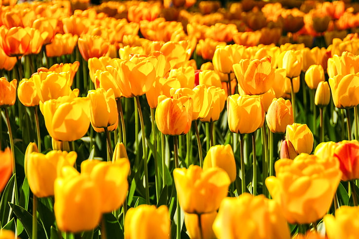 kukat, Hollanti, kasvit, tulppaanit, keltainen