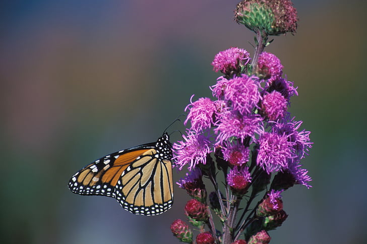 monarch butterfly, flower, blazing star, blossom, bloom, insect, wings