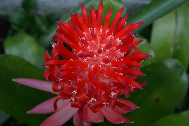 fleur, Billbergia pyramidalis, Bloom, gros, coloré, décoratifs, exotiques