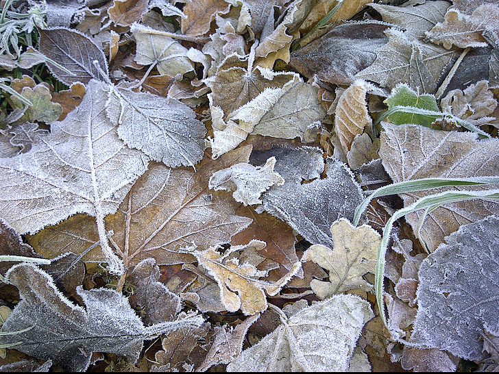 Frosty bladeren, bruin, natuur, winter, ochtend, loof