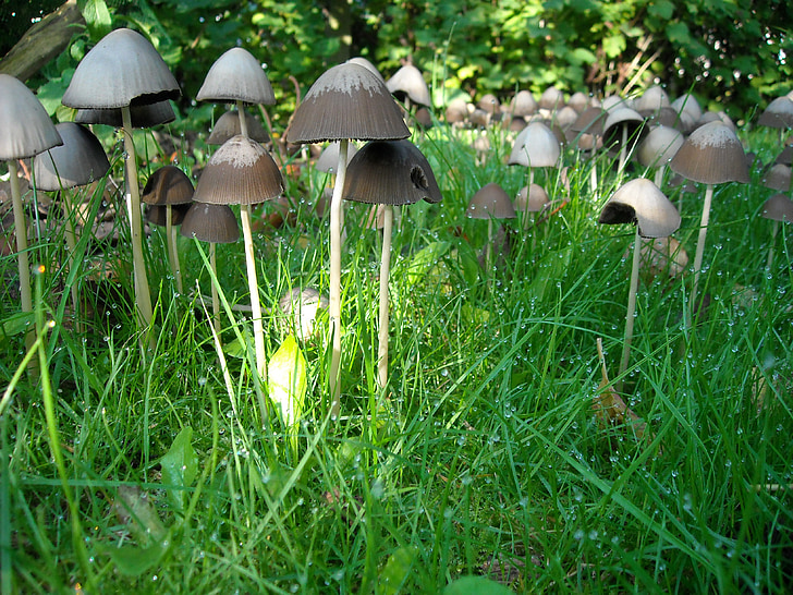 mushrooms, fungi, grass, nature, green, autumn, forest