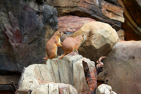 ζώο, Λιβάδι αποβάθρα, Εθνικό Πάρκο Πανεπιστήμιο Σεούλ, Ζωολογικός Κήπος, Χαριτωμένο, σκίουρος