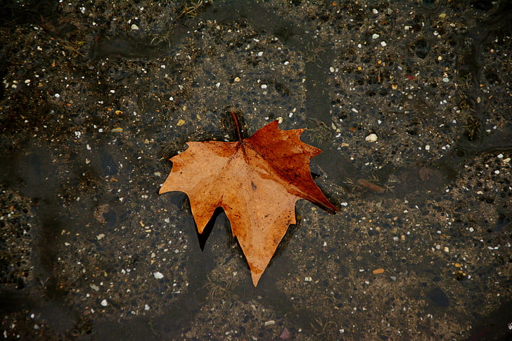 Есенни листа, тъмно, дъжд, фон, текстура, път, мокър