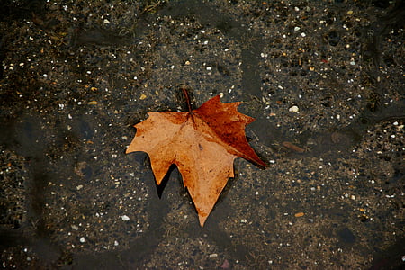 autumn leaf, dark, rain, background, texture, road, wet