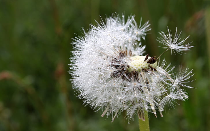 dandelion, flying seeds, seeds, wet, raindrop, dew, flower