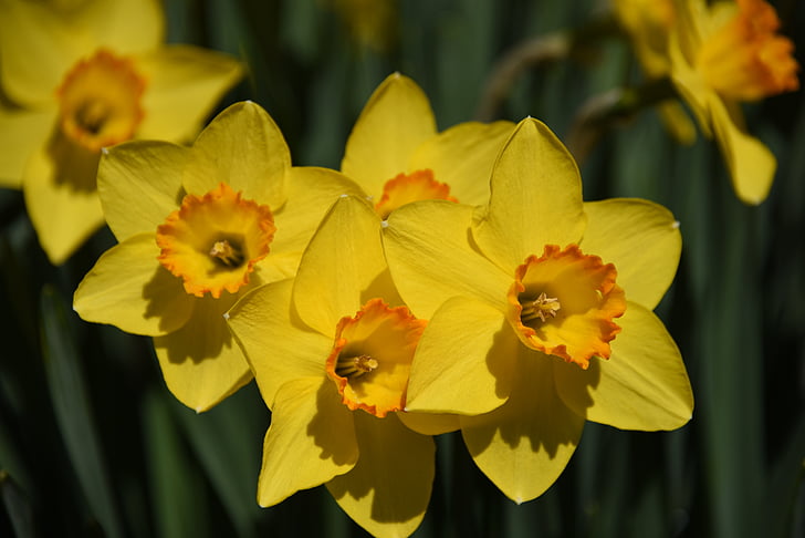 Narcisse, fleur jaune, jonquille, printemps, jaune, fleur, plante