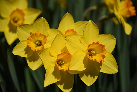 Narciso, flor amarilla, Narciso, primavera, amarillo, flor, planta