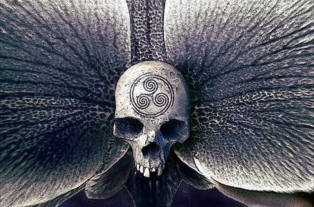cráneo, Orquídea, símbolo, místico, fantasía, misterioso, cabeza