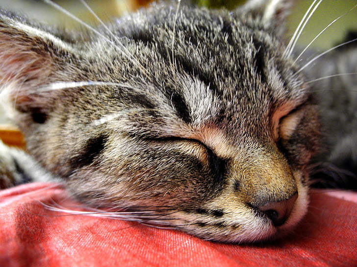 katt, kattunge, huvud, sover, Tomcat