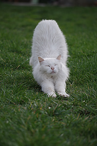 alb, pisica, animale, stretch, somn