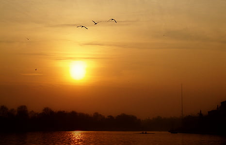 posta de sol, cel, aus voladores, la llum de fons, paisatge, cel taronja, bellesa