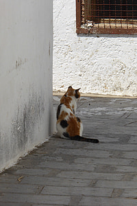 Grécia, gato, vila, animais de estimação, animal, bonito, mamífero