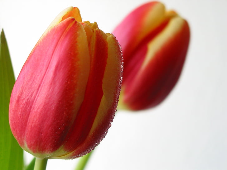 tulipes, flor, primavera, Tulipa, natura, vermell, planta