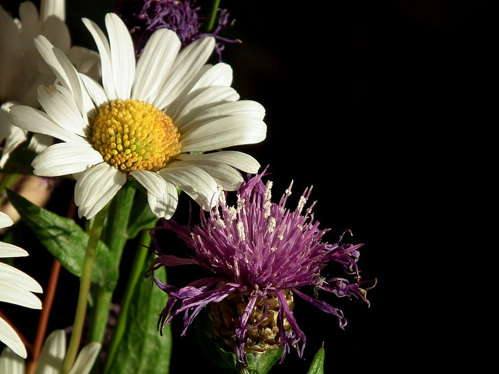 Marguerite, putih, mekar, bunga liar, ungu, bunga, Blossom